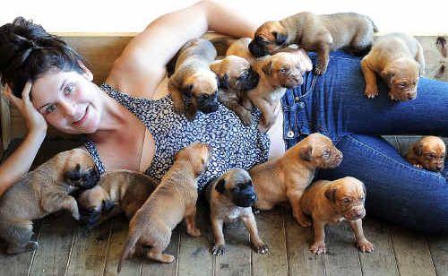 Laura Adams with 12 of the french mastiff cross puppies. Below left, proud mum Huni and one of her litter. Laura Adams with 12 of the french mastiff cross puppies. Below left, proud mum Huni and one of her litter.
